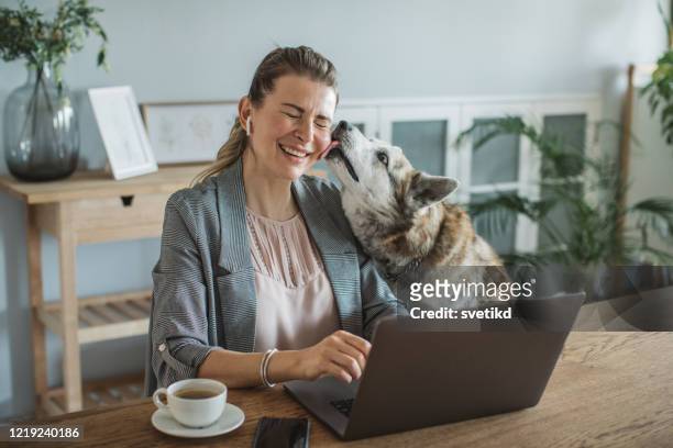 donne che lavorano durante il periodo di isolamento - pets foto e immagini stock