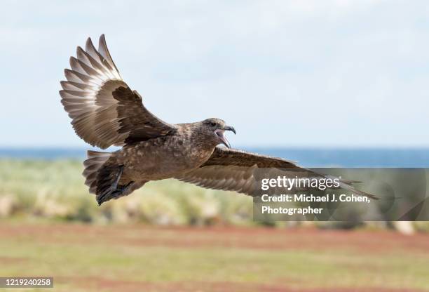 brown skua in flight. - brown skua stock pictures, royalty-free photos & images