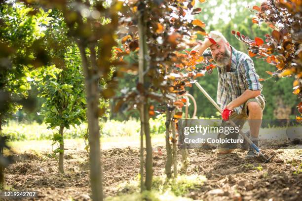 gardener working in a tree nursery - garden hoe stock pictures, royalty-free photos & images