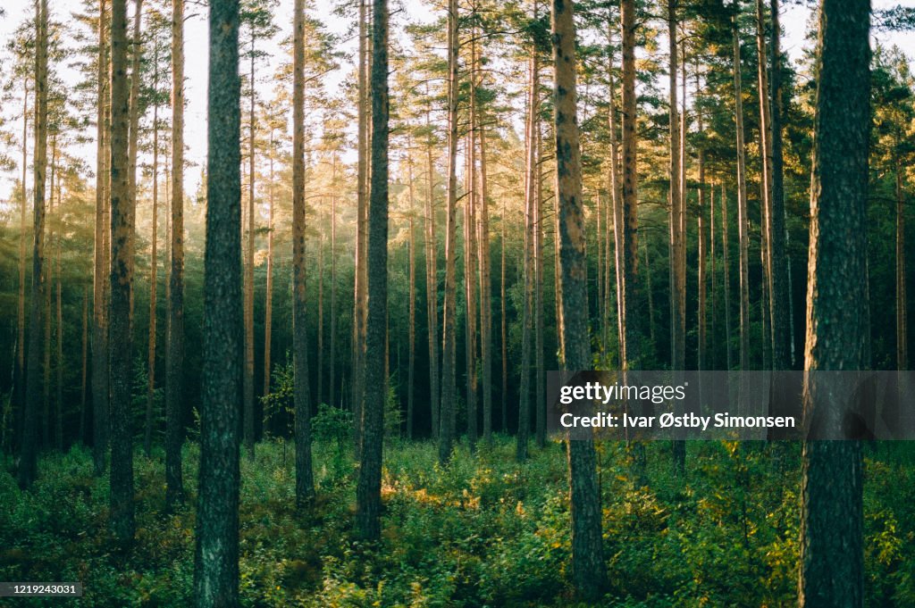 Het bos van pinewood in zonsopgang, Sognsvann, Oslo