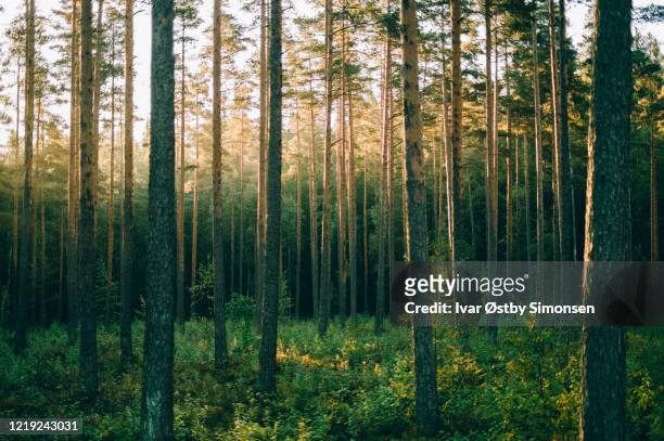 het bos van pinewood in zonsopgang, sognsvann, oslo - natuur stockfoto's en -beelden
