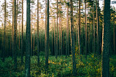 Pinewood forest in sunrise, Sognsvann, Oslo
