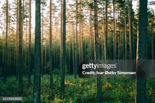 Pinewood forest in sunrise, Sognsvann, Oslo Pinewood forest in sunrise, Sognsvann, Oslo