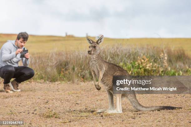 a man photographs a wild kangaroo. - coffs harbour stockfoto's en -beelden