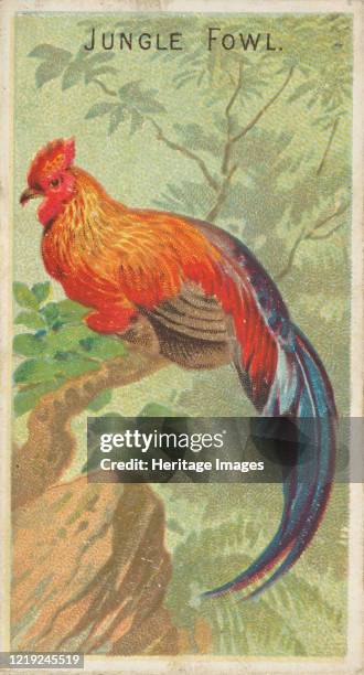Jungle Fowl, from the Birds of the Tropics series for Allen & Ginter Cigarettes Brands, 1889. Artist Allen & Ginter.