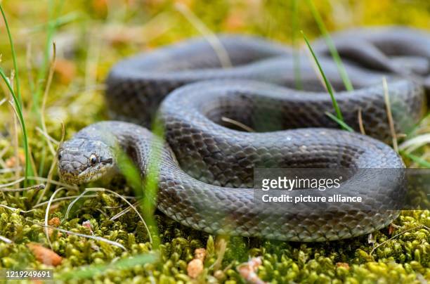 June 2020, Brandenburg, Müllrose: A snake can be seen on a forest floor in the Schlaubetal, a nature park in the east of Brandenburg. Photo: Patrick...