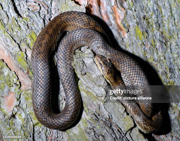 June 2020, Brandenburg, Müllrose: A snake can be seen on a trunk of a pine tree in the Schlaubetal, a nature park in the east of Brandenburg. Photo:...