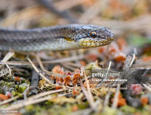 June 2020, Brandenburg, Müllrose: A snake can be seen on a forest floor in the Schlaubetal, a nature park in the east of Brandenburg. Photo: Patrick...