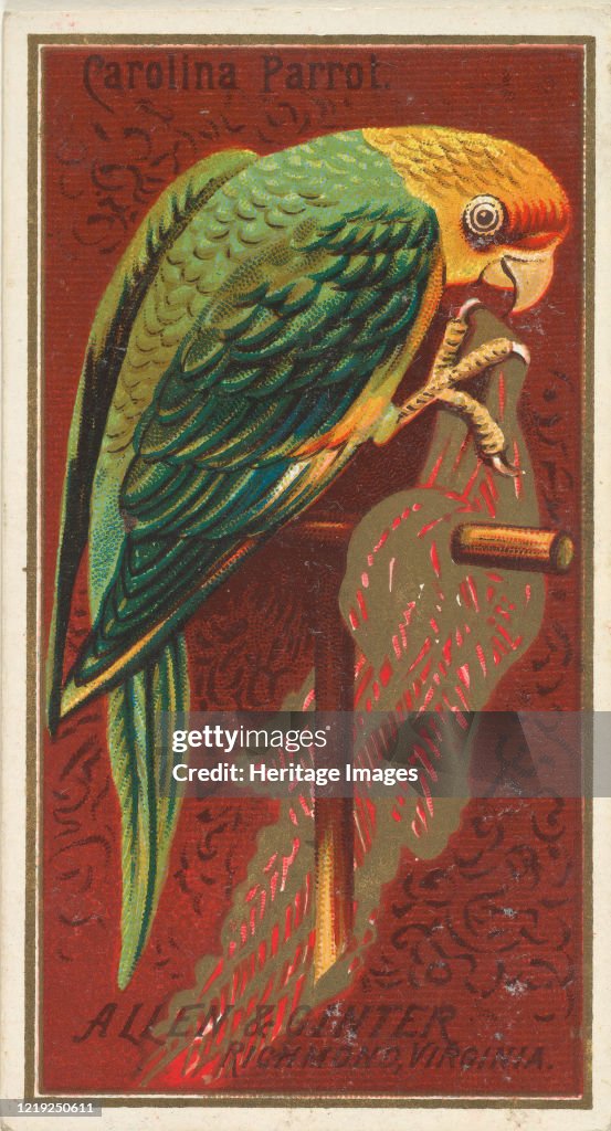 Carolina Parrot