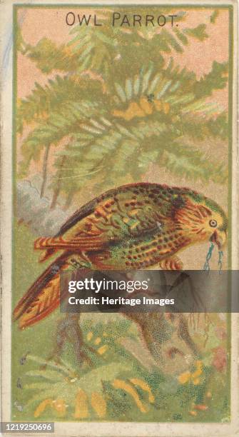 Owl Parrot, from the Birds of the Tropics series for Allen & Ginter Cigarettes Brands, 1889. Artist Allen & Ginter.