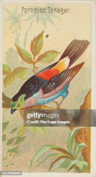 Paradise Tanager, from the Birds of the Tropics series for Allen & Ginter Cigarettes Brands, 1889. Artist Allen & Ginter.