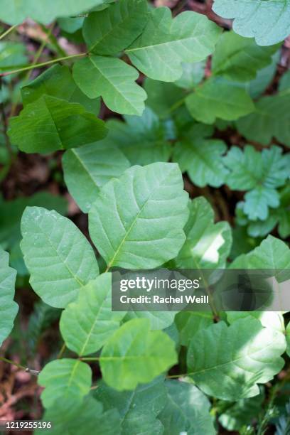 green poison oak in the woods - toxicodendron diversilobum stock pictures, royalty-free photos & images