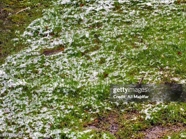 Hail Field 1,116 Hail Field Stock Photos, High-Res Pictures, and Images - Getty Images