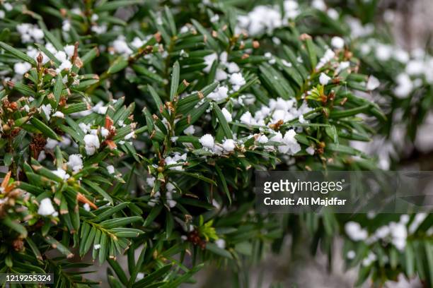 springtime hail - yew tree stock pictures, royalty-free photos & images
