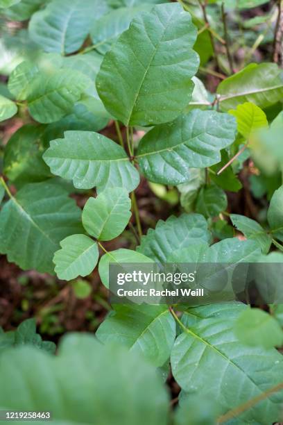 green poison oak in the woods - poison oak fotografías e imágenes de stock