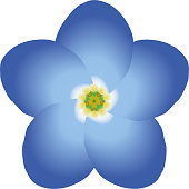 forget-me-not / forget me not flower, blossom, petals, freemason symbol