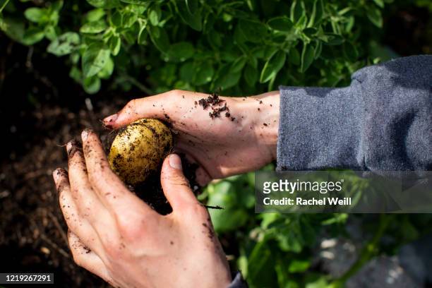 a hand digging potatoes out of the soil in a home vegetable garden - american potato farm stockfoto's en -beelden