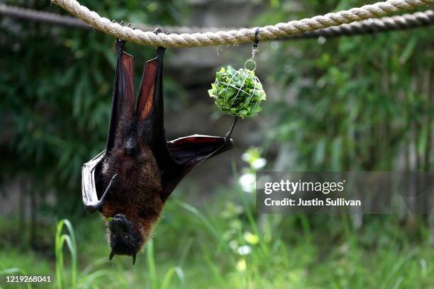 Fruit bat eats lettuce as it hangs from a rope during a behind the scenes interactive live stream from the Oakland Zoo on April 16, 2020 in Oakland,...