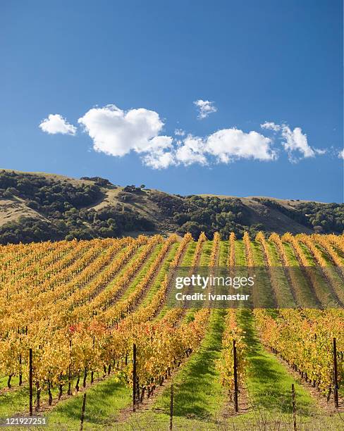 wine country - chardonnay grape 個照片及圖片檔