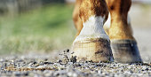 Close-Up Shot of a Brown and White Horse's Hooves Walking Down a Gravel Road on a Sunny Day