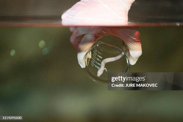 Young olm or proteus an aquatic salamander is released into an aquarium in Postojna Cave, Slovenia on June 11, 2020. - Olms are ancient underwater...