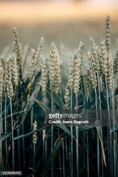 gerste und weizen im sommer - grain field stock-fotos und bilder