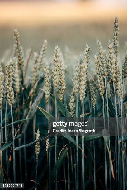 gerste und weizen im sommer - rye grain stock pictures, royalty-free photos & images