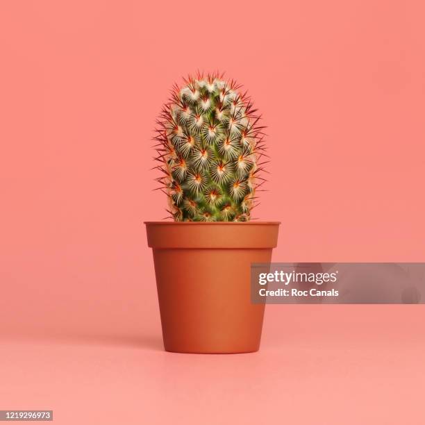 armed cactus - spiked stock photos et images de collection