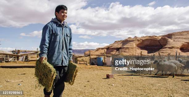 a native american teenaged boy carries some hay to feed his sheep in a fenced in pasture in monument valley, utah/arizona with a large rock formation in the background - young boy shepherd stock-fotos und bilder
