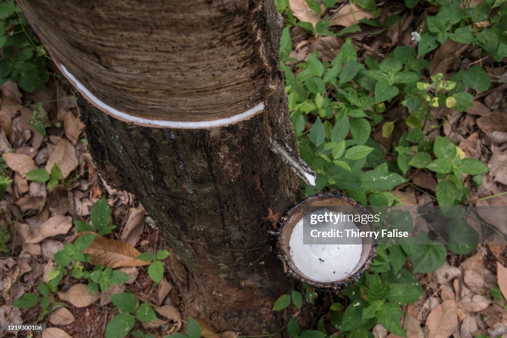 Rubber milk is dripping into a bowl from a rubber tree...