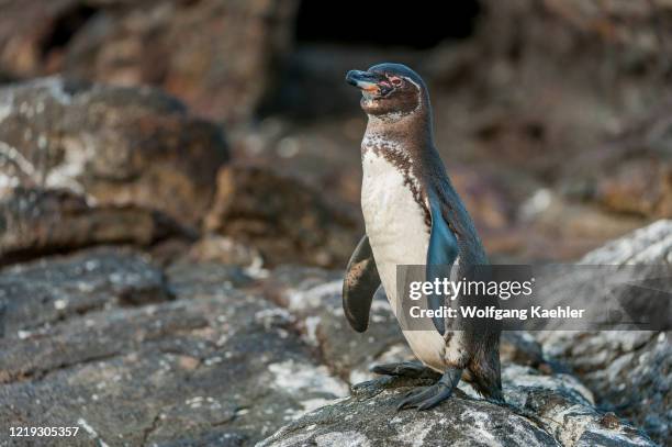 Galapagos penguin is standing on a lava rock along the shoreline of Bartolome Island in the Galapagos Islands, Ecuador.