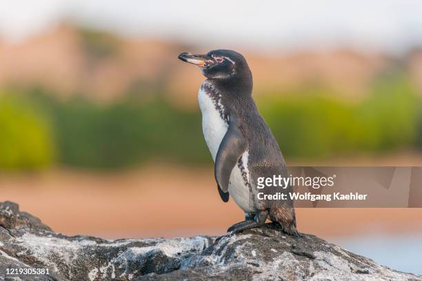 Galapagos penguin is standing on a rock along the shoreline of Bartolome Island in the Galapagos Islands, Ecuador.