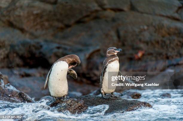 Galapagos penguins standing on rocks along the shoreline of Bartolome Island in the Galapagos Islands, Ecuador.