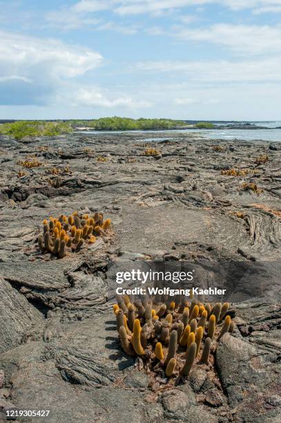 Lava cacti growing on lava rocks on Fernandina Island in the Galapagos Islands, Ecuador.