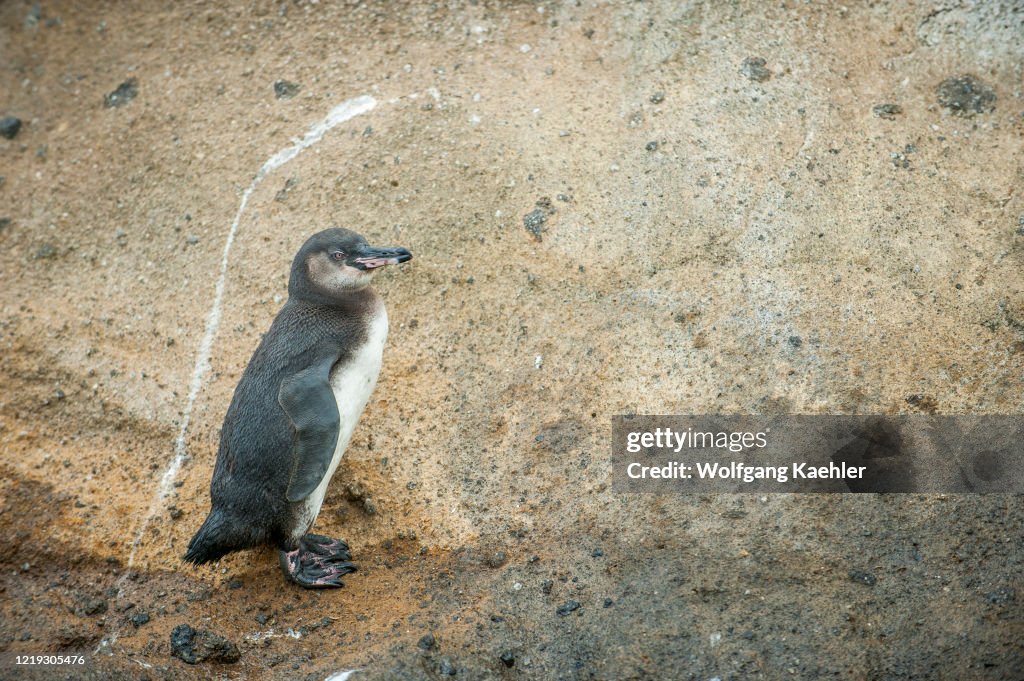 A Galapagos penguin (Spheniscus mendiculus) on the rocks...