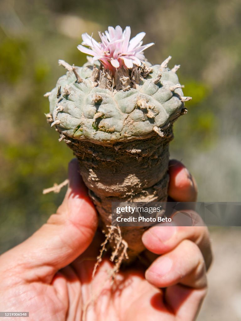 Paoti A Peyote Plant In The Desert Highlands Of The State Of San Luis Potosi ...