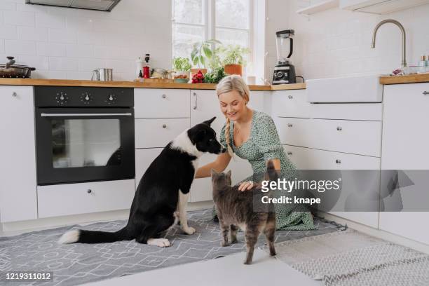 woman indoors in her kitchen at home with pets cat and dog - cat woman stock pictures, royalty-free photos & images