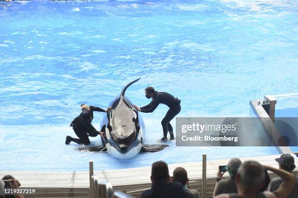 Orca trainers wear protective masks during a show at the SeaWorld amusement park in Orlando, Florida, U.S., on Thursday, June 11, 2020. After an...