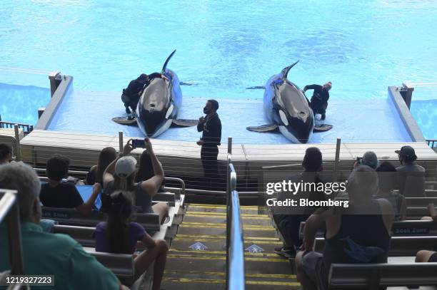Orca trainers wear protective masks during a show at the SeaWorld amusement park in Orlando, Florida, U.S., on Thursday, June 11, 2020. After an...