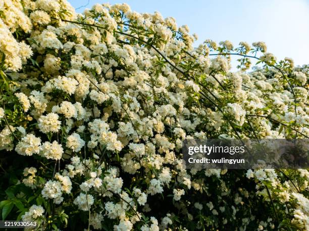 rosa banksiae in bloom in springtime - white rose garden stock pictures, royalty-free photos & images