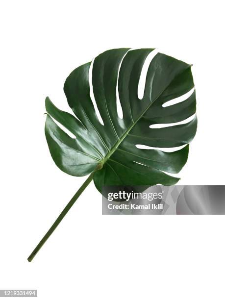 single leaf of monstera - monstera fotografías e imágenes de stock