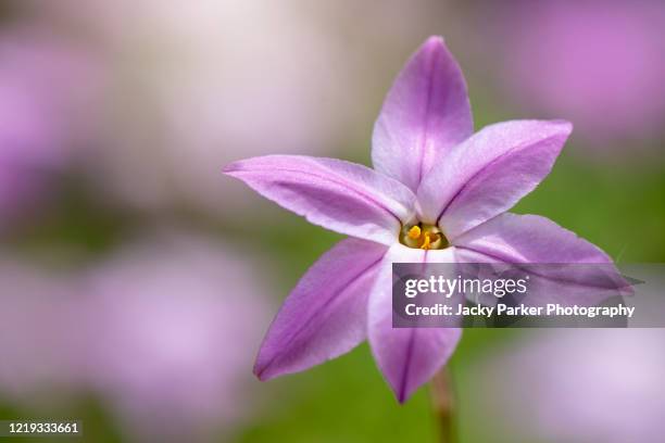Spring Star Flowers 61 Ipheion Uniflorum Stock Photos, High-Res Pictures, and Images ...