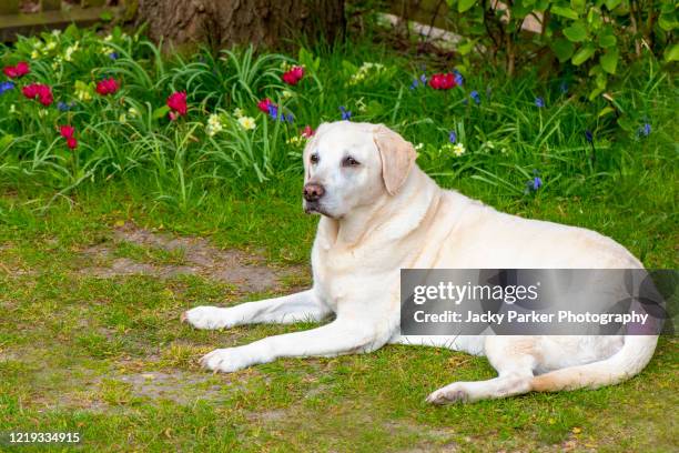 an elderly golden labrador retriever dog resting in a spring english garden - old golden retriever stock pictures, royalty-free photos & images