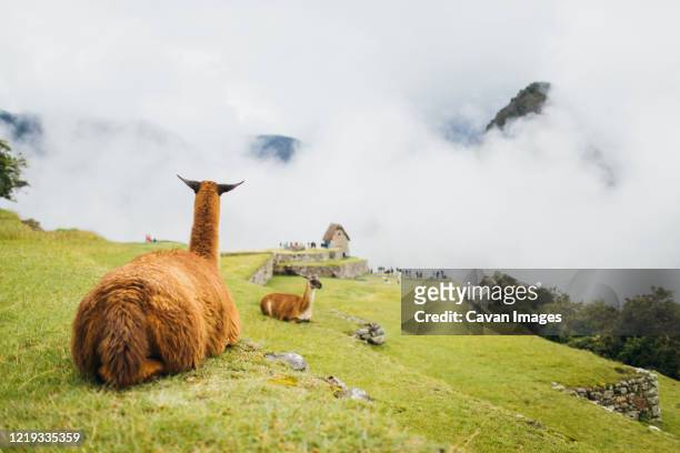 llamas are sitting near machu picchu in peru - llama animal stock pictures, royalty-free photos & images