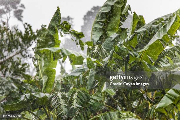 huge drops of rain on banana plants during a tropical storm. - tropical deciduous forest stock pictures, royalty-free photos & images
