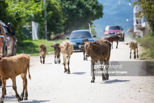 Cow In Road 89 Cattle Blocking Road Stock Photos, High-Res Pictures, and Images ...