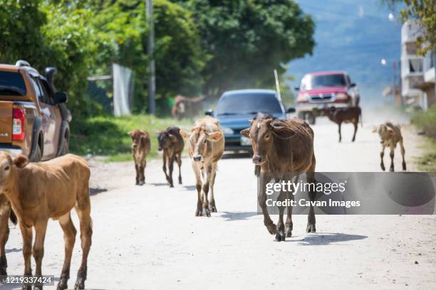 Cow In Road 74 Cow Blocking Traffic Stock Photos, High-Res Pictures, and Images ...
