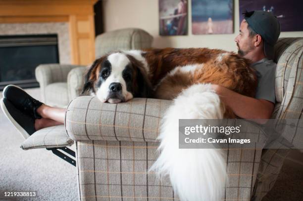 large saint bernard dog sits on mans lap in a chair at home - bernhardiner stock-fotos und bilder
