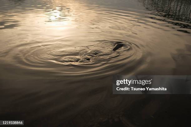 Tamsa River Photos and Premium High Res Pictures Getty Images