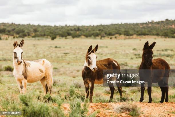 three wild donkeys pose for camera on blm land of central utah - moab stock pictures, royalty-free photos & images